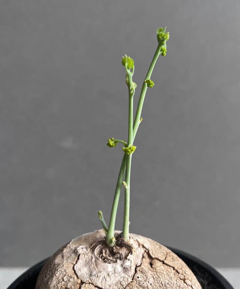 ステファニア エレクタ 「Stephania erecta」46B | SHOUCHIKUEN