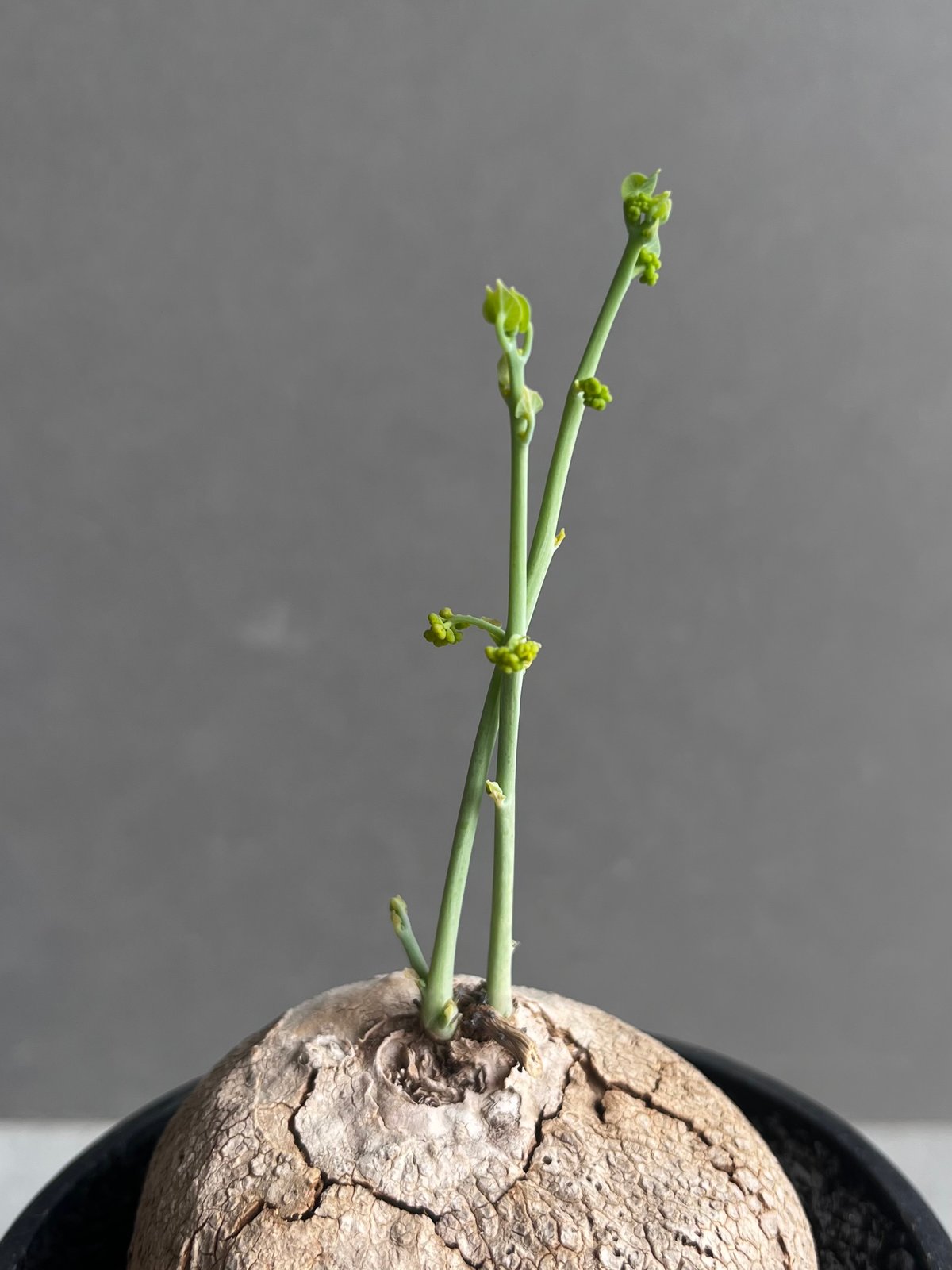 ステファニア エレクタ 「Stephania erecta」46B | SHOUCHIKUEN