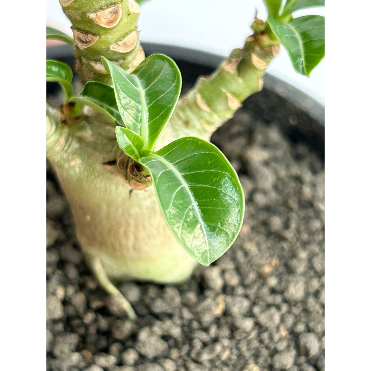 アデニウム D.H.A (獅子葉) 「Adenium D.H.A」11/10 R | SHO