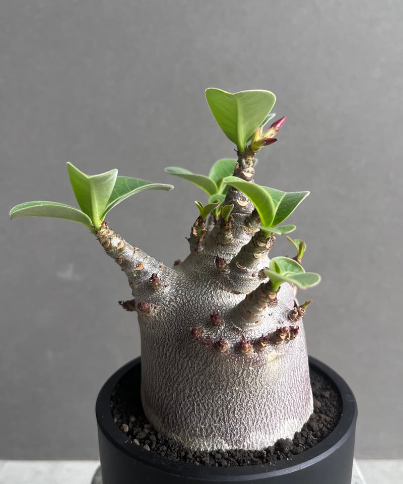アデニウム アラビカム スーパー ドワーフ “ブラック” 「Adenium