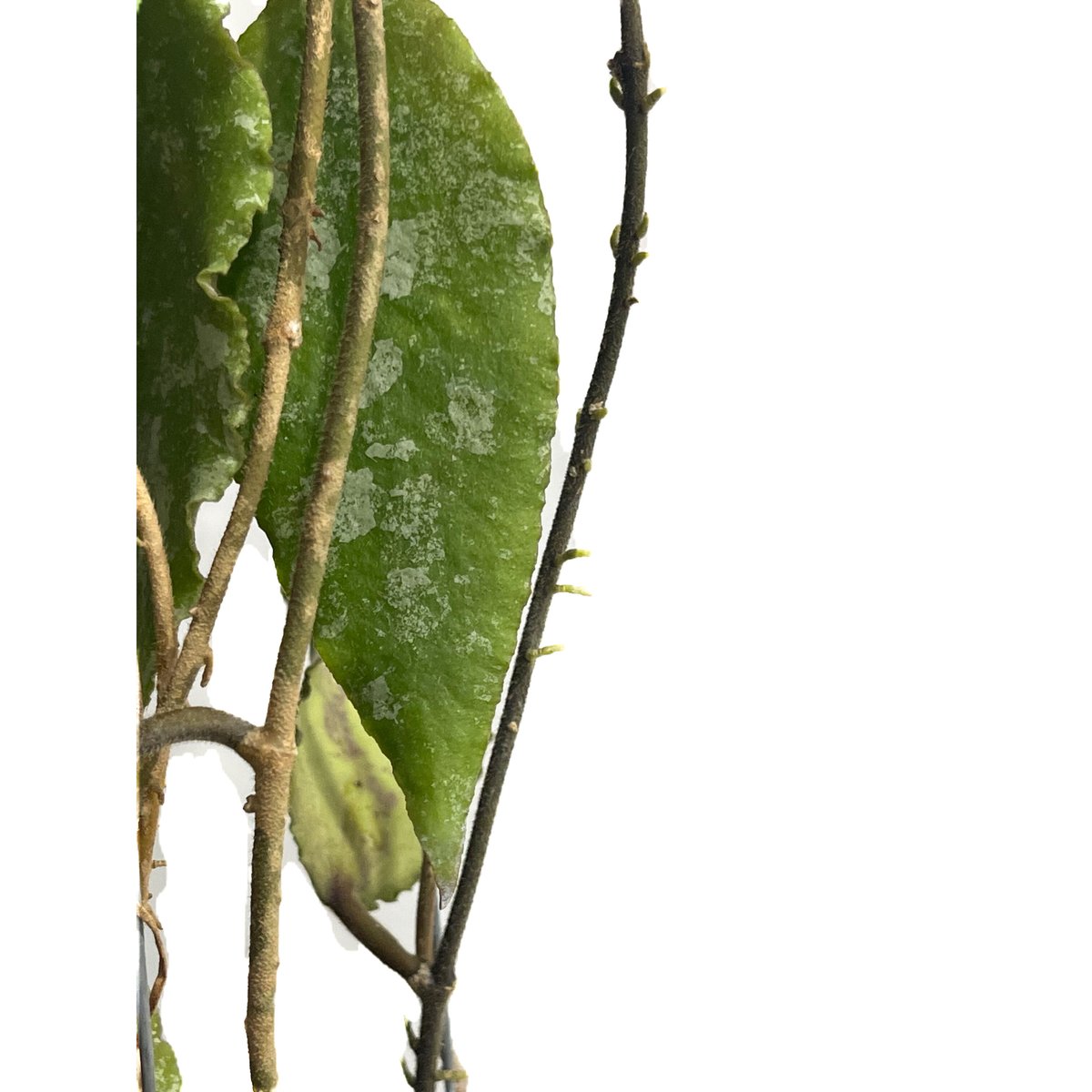 ホヤ　カウダータ ホヤ カウダータ スプラッシュ「Hoya caudata Splash」7/18-6AM2