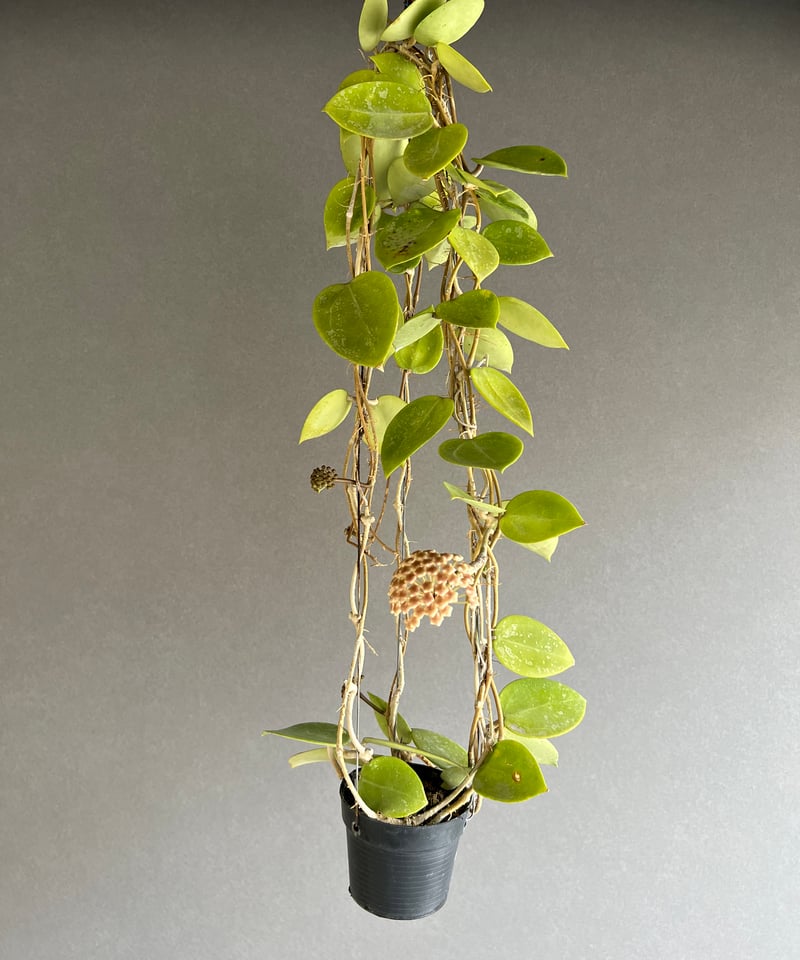 ホヤ パラシティカ ハートリーブス 「Hoya parasitica heart leaves