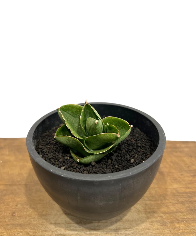 サンセベリア ベンジャロン「Sansevieria Benjarong」44T | SHOUC サンセベリア ベンジャロン「Sansevieria Benjarong」44T | SHOUC