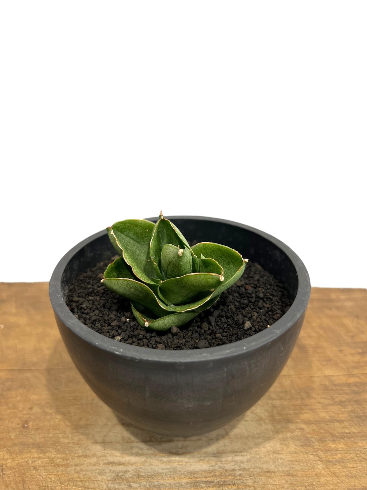 サンセベリア ベンジャロン「Sansevieria Benjarong」44T | SHOUC