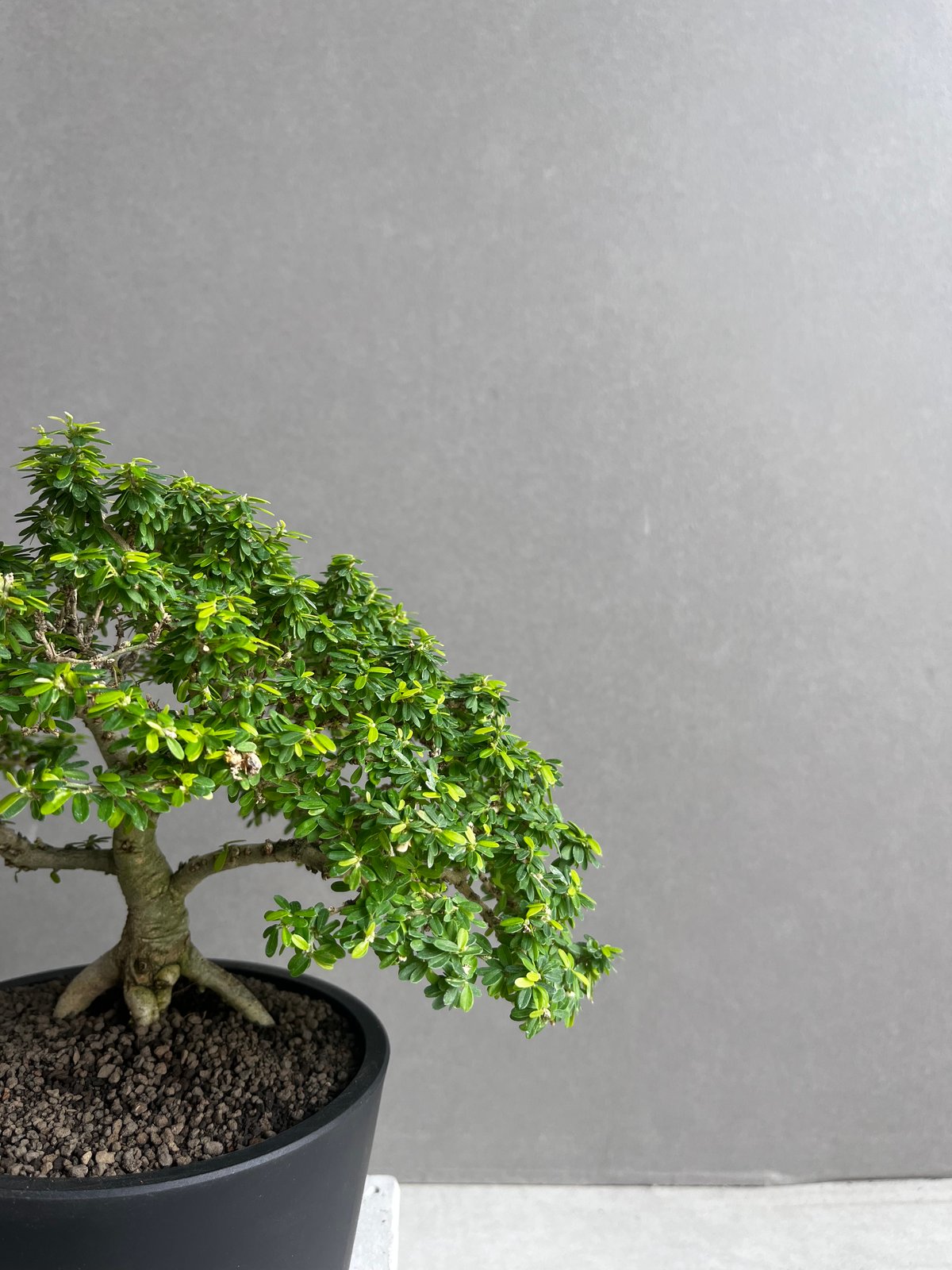 盆栽鉢 うち” 盆栽 「“UCHI” BONSAI 」64A | SHOUCHIKUEN