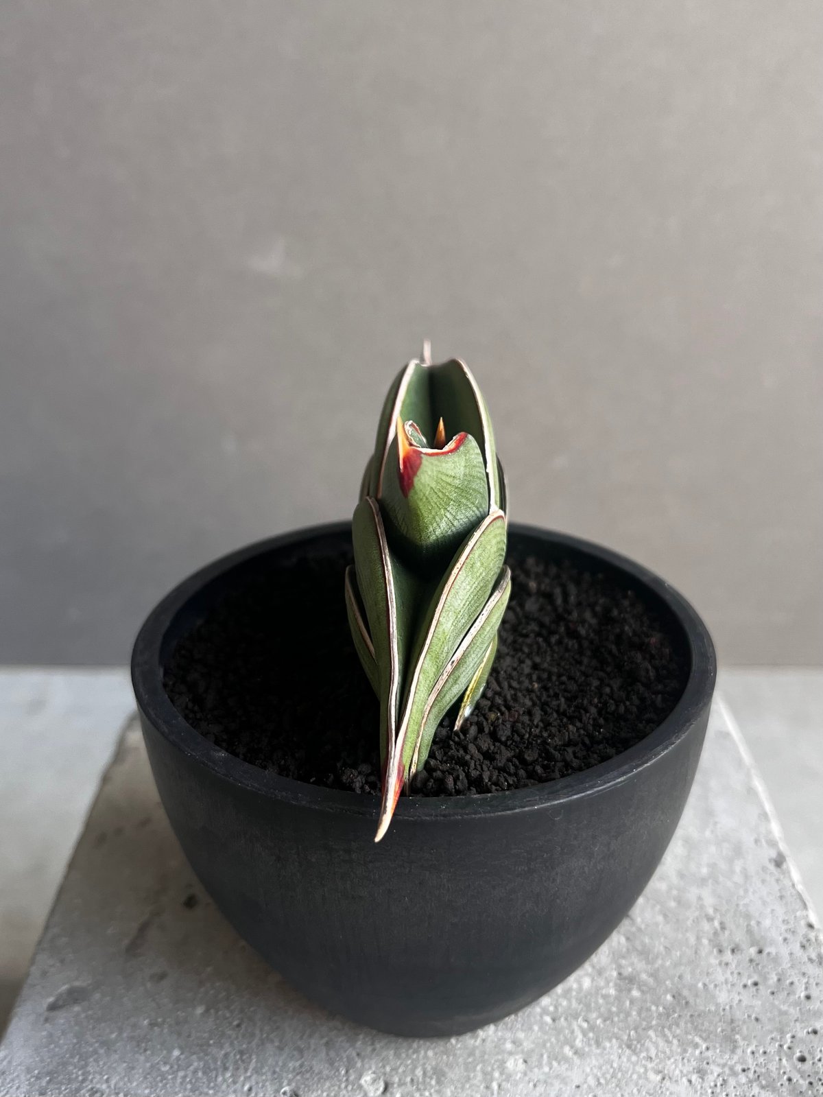 サンセベリア ロリダ 「Sansevieria rorida」45Z | SHOUCHIKUEN