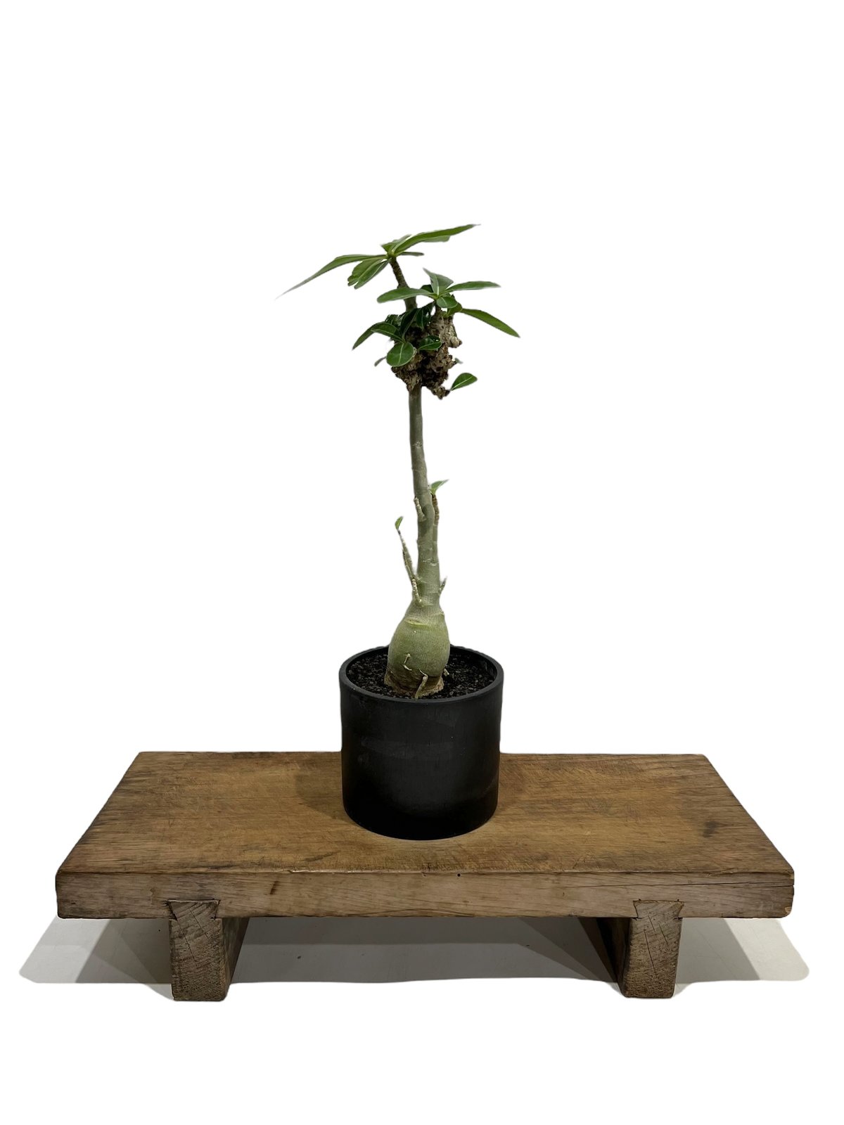 アデニウム 突然変異種 選抜個体 「Adenium mutation Select アデニウム 突然変異種 選抜個体 「Adenium mutation Select
