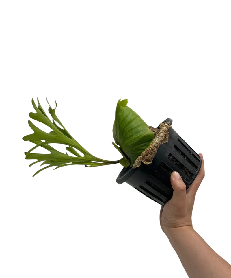 ビカクシダ キッチャクード 細葉 「Platycerium Mt. Kitshakood Th