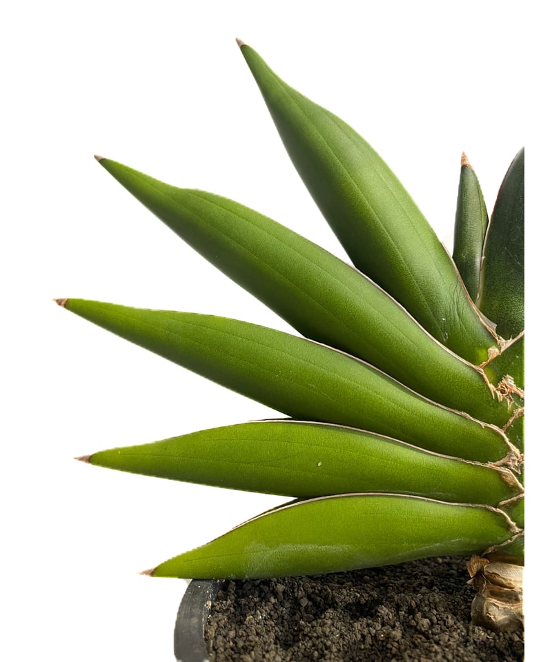サンセベリア サワディー 「Sansevieria Sawasdee」39E-4 | SHOU