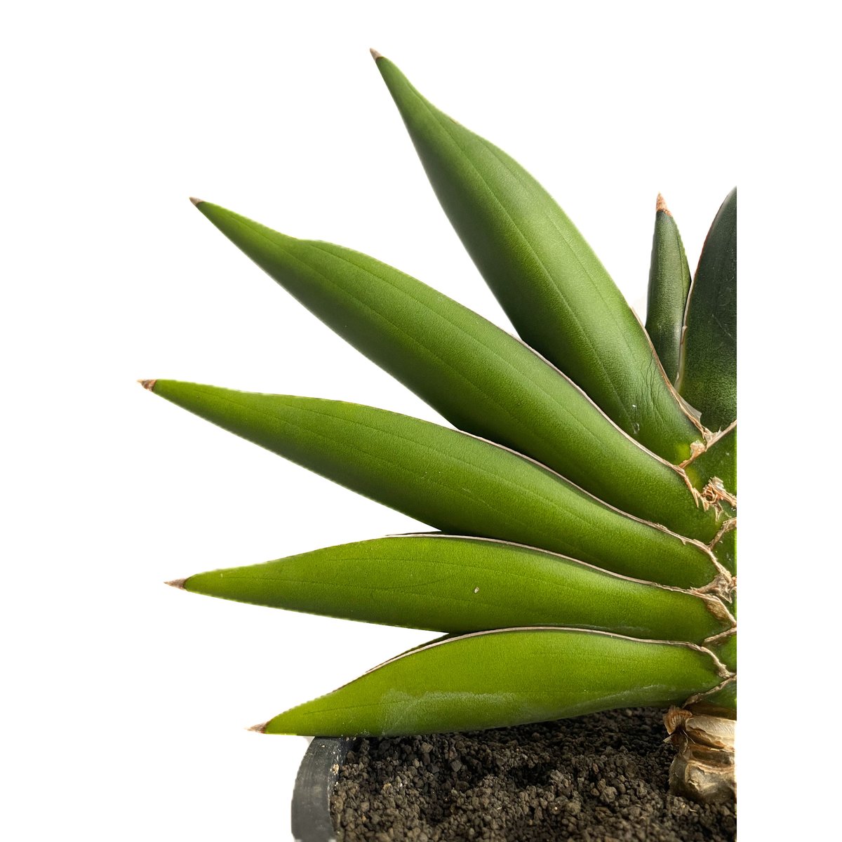 サンセベリア サワディー 「Sansevieria Sawasdee」39E-4 | SHOU サンセベリア サワディー 「Sansevieria Sawasdee」39E-4 | SHOU