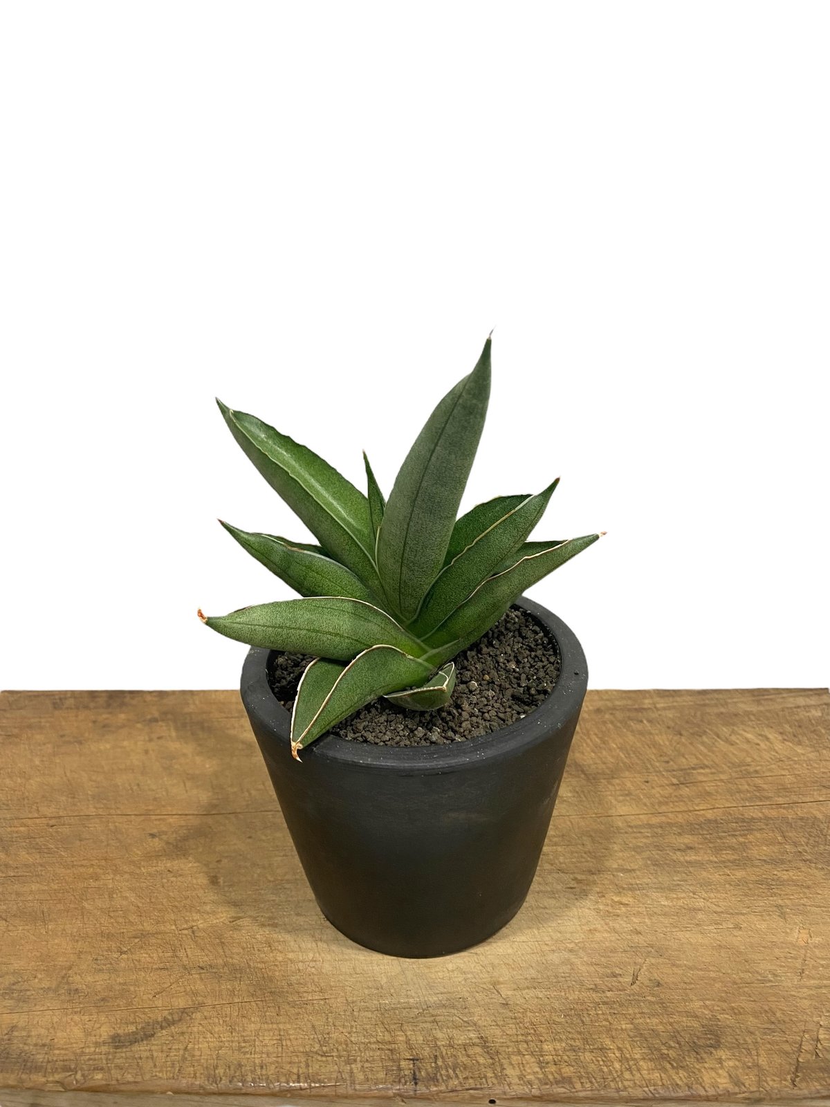 サンセベリア V ハイブリッド「Sansevieria V hybrid」26E-1 | SH