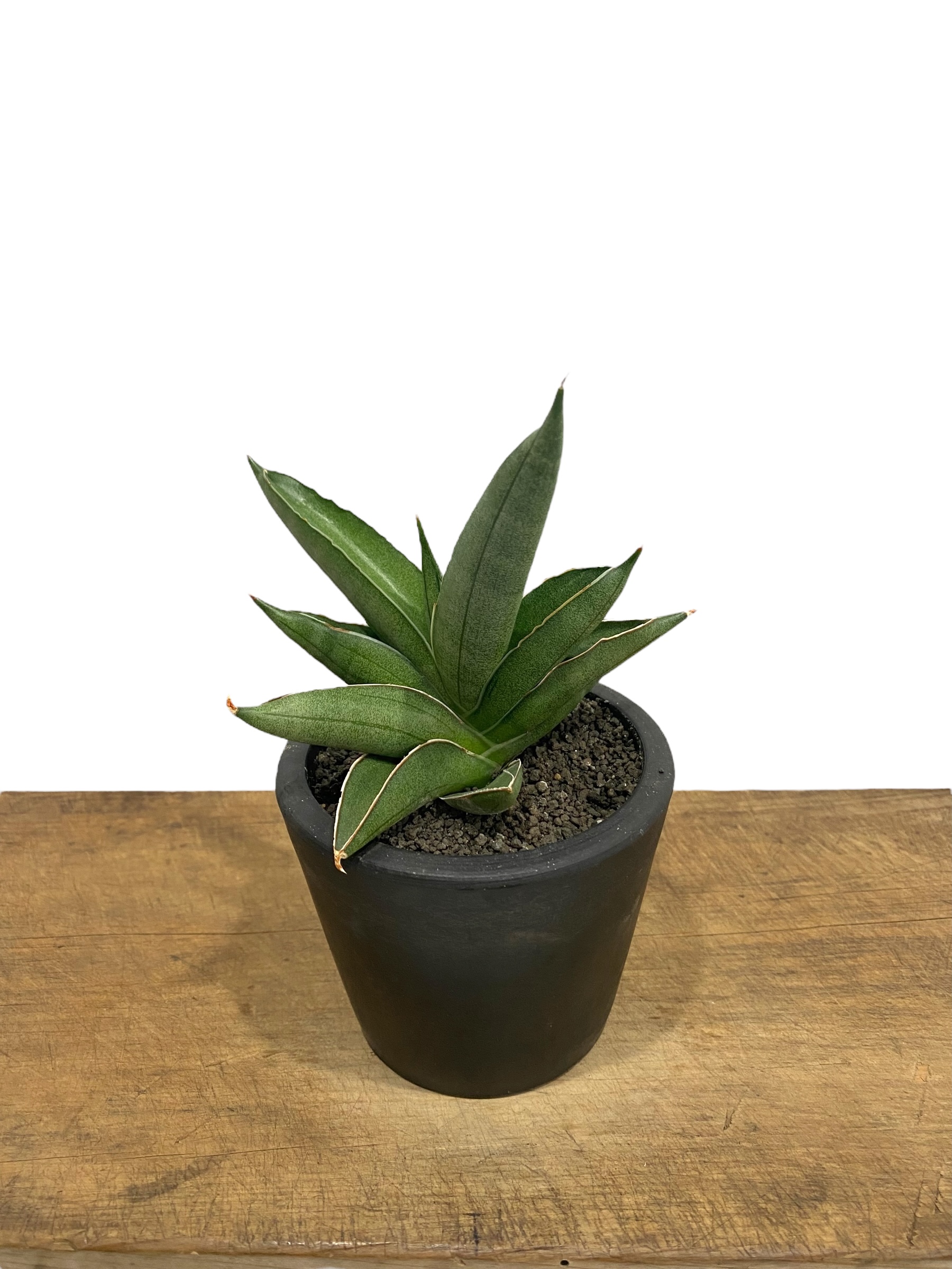 サンセベリア V ハイブリッド「Sansevieria V hybrid」26E-1 | SH
