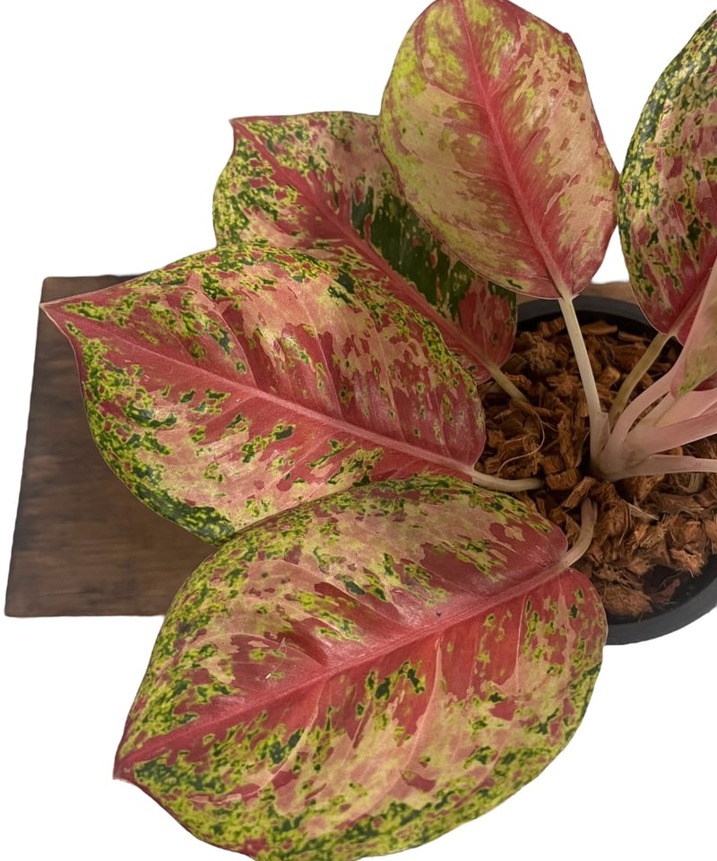 アグラオネマ プラチナム カラット 「Aglaonema Platinum Karat 」43