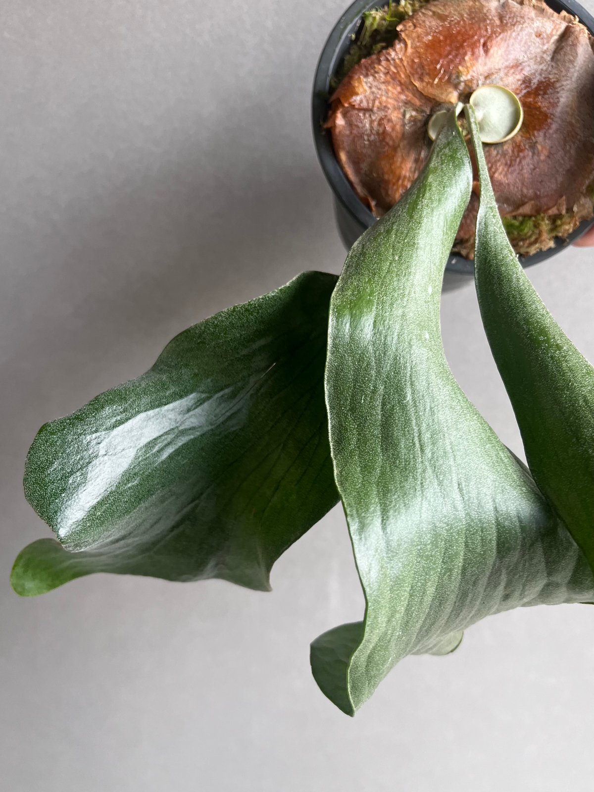 ビカクシダ ヒリー cv. ドラゴン “パチャリン”(子株) 「Platycerium hi