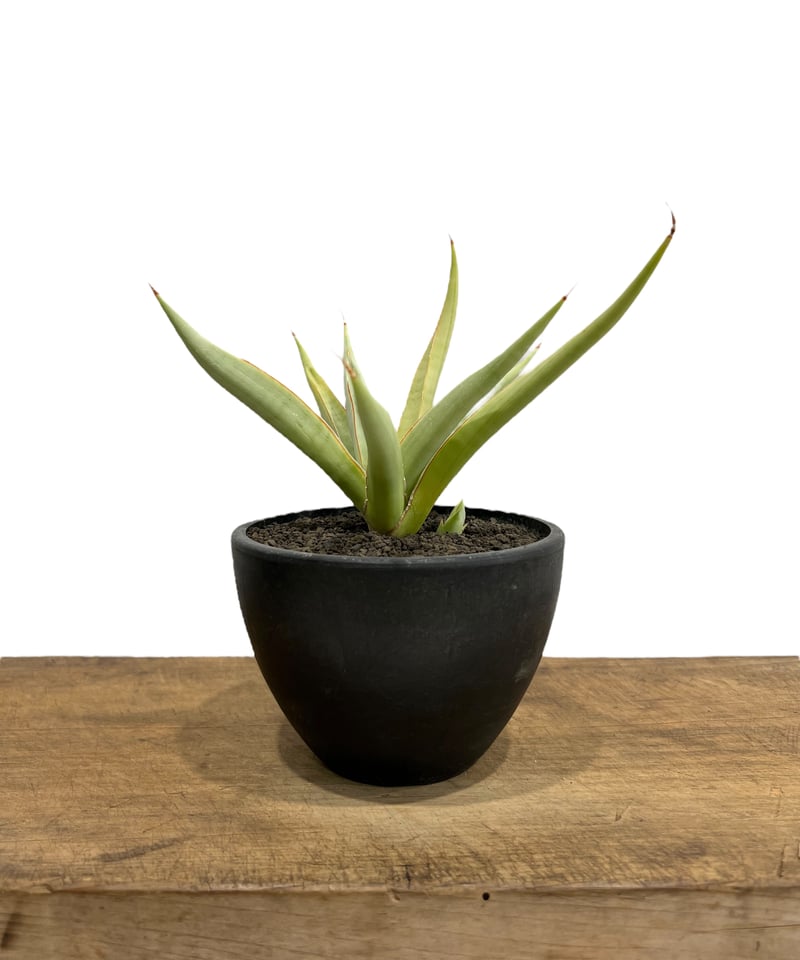 サンセベリア バイ-ビッド Sansevieria Bi-Bid (by Unyamanee
