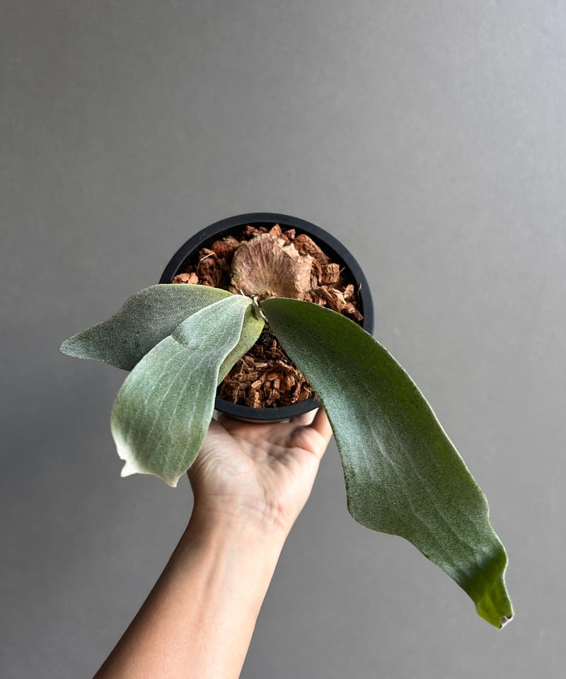 ビカクシダ ポール ホワイター(子株)「Platycerium Paul Whiter