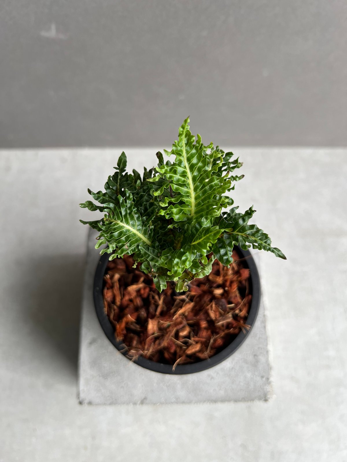 ブレクナム ギッバム ドワーフ 「Blechnum gibbum Dwarf 」3C | SH