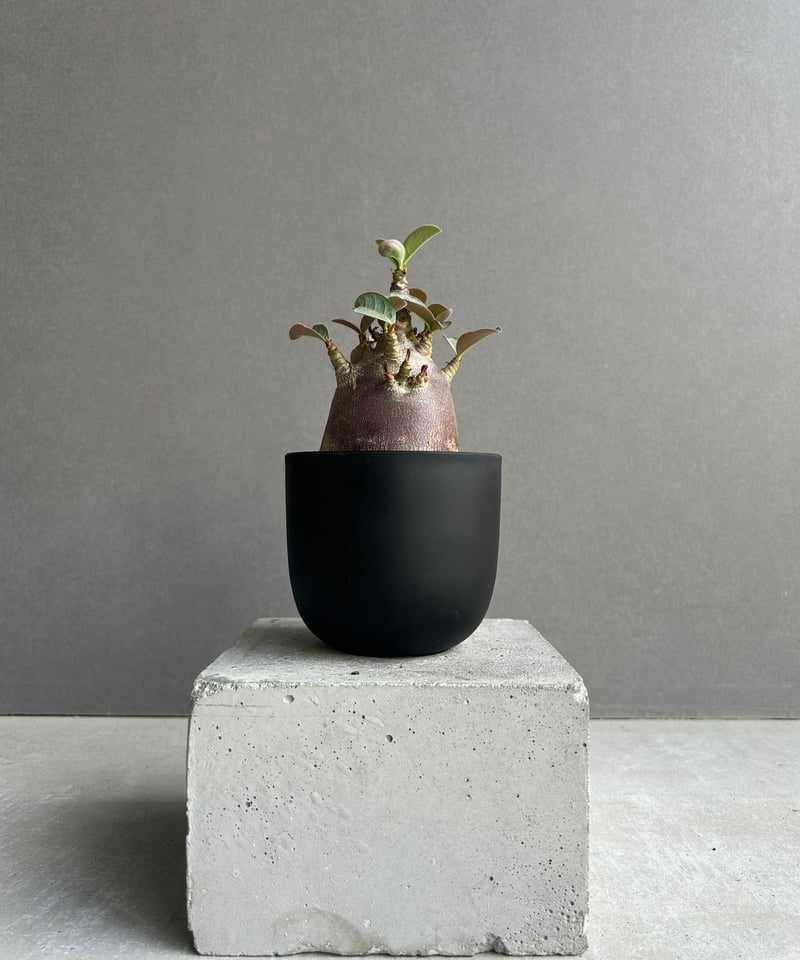 アデニウム アラビカム スーパー ドワーフ “ブラック” 「Adenium