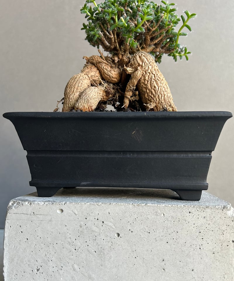 トリコディアデマ ブルボスム BONSAI「Trichodiadema bulbosum」1
