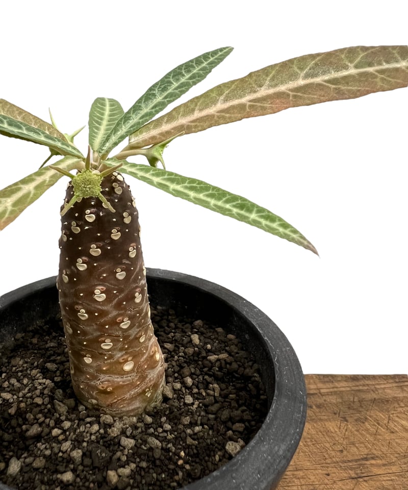 ドルステニア ランキフォリア (実生苗)「 Dorstenia crispa var ドルステニア ランキフォリア (実生苗)「 Dorstenia crispa var
