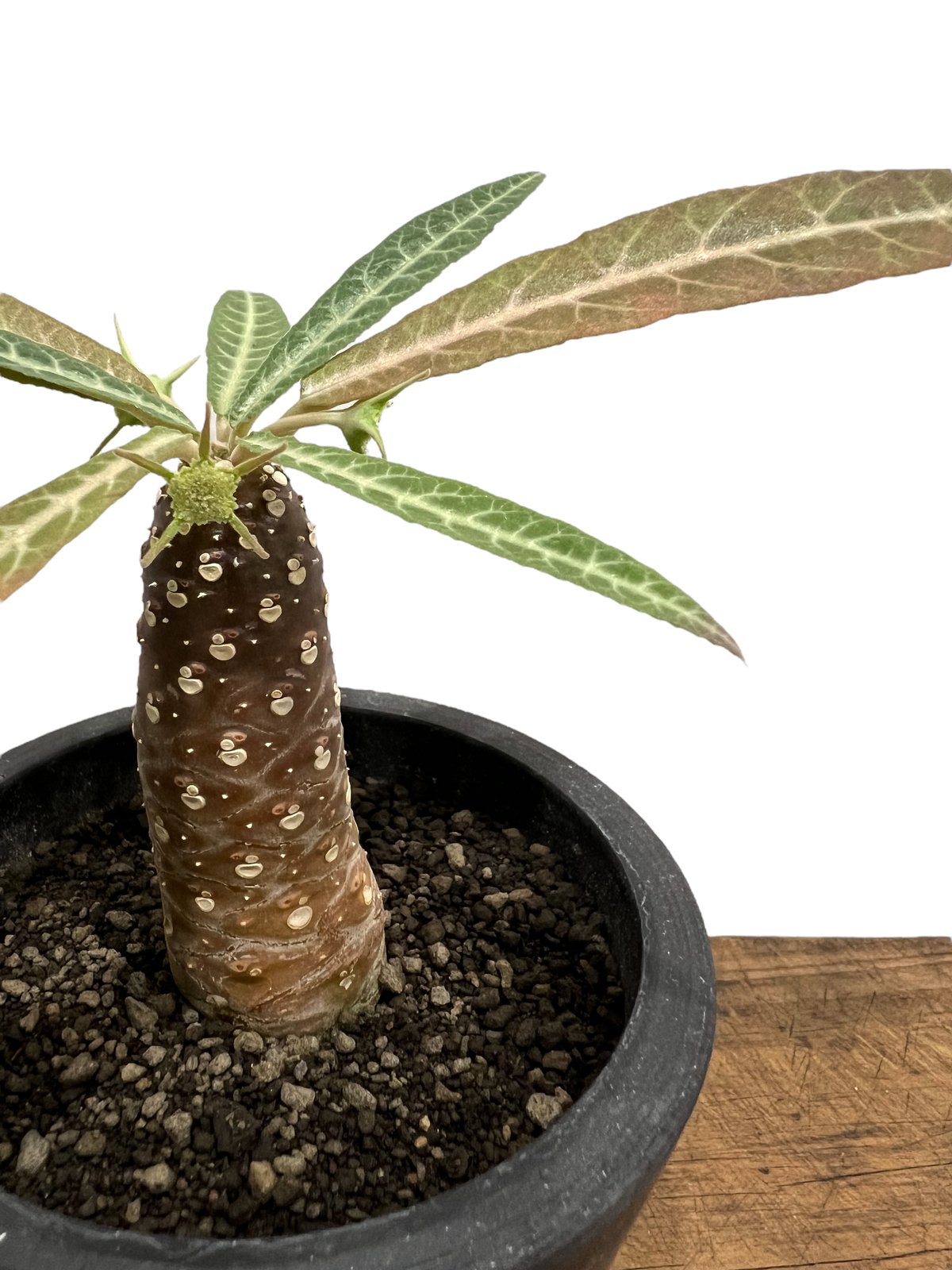 ドルステニア ランキフォリア (実生苗)「 Dorstenia crispa var