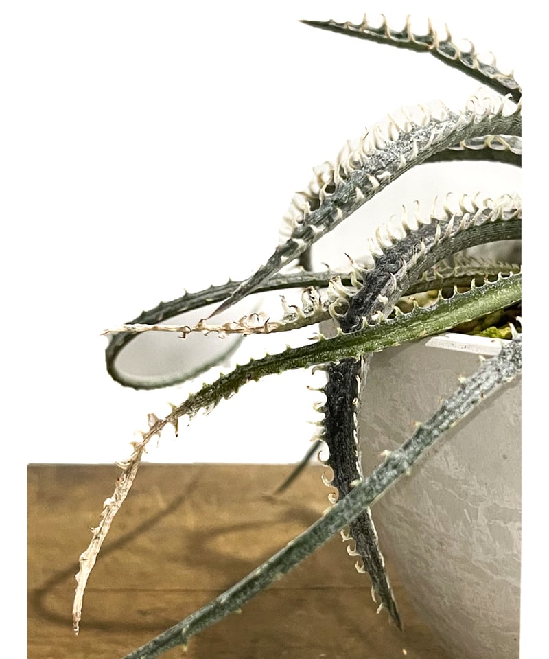 ディッキア ナガス「Dyckia Nagas」10E-2 | SHOUCHIKUEN