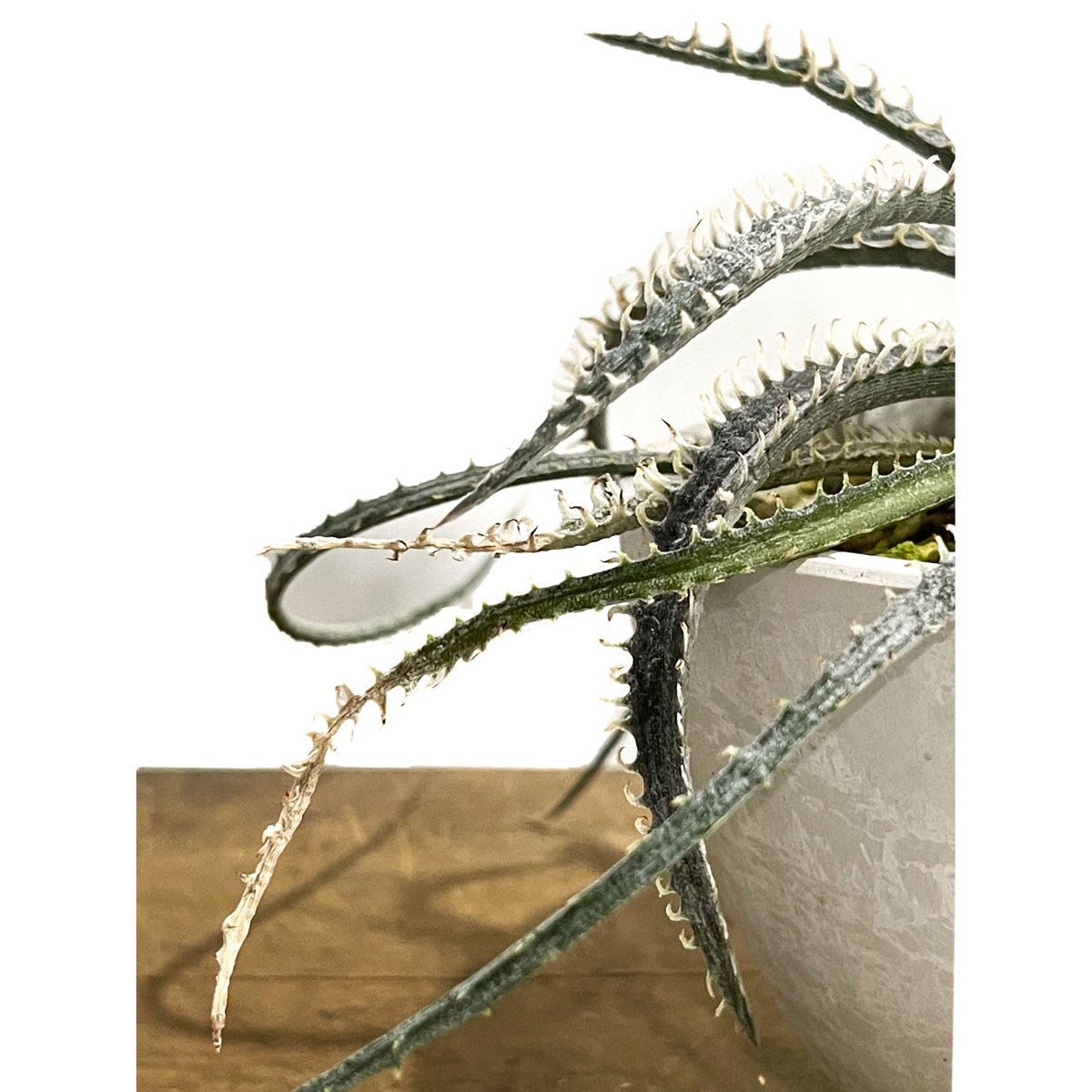 ディッキア ナガス「Dyckia Nagas」10E-2 | SHOUCHIKUEN ディッキア ナガス「Dyckia Nagas」10E-2 | SHOUCHIKUEN