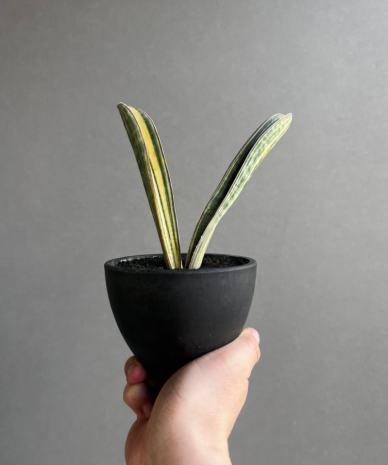 サンセベリア ハリー ベースボールバット 斑入 「Sansevieria hallii