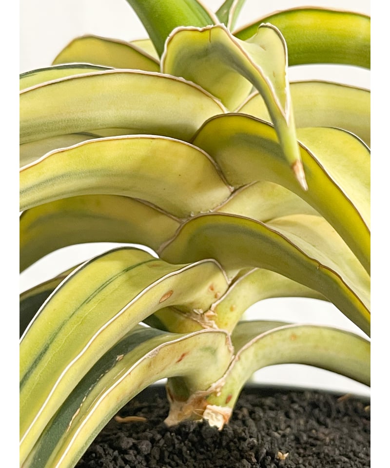 サンセベリア lav.23251 ハイパー斑入り「Sansevieria lav. 23251 サンセベリア lav.23251 ハイパー斑入り「Sansevieria lav. 23251
