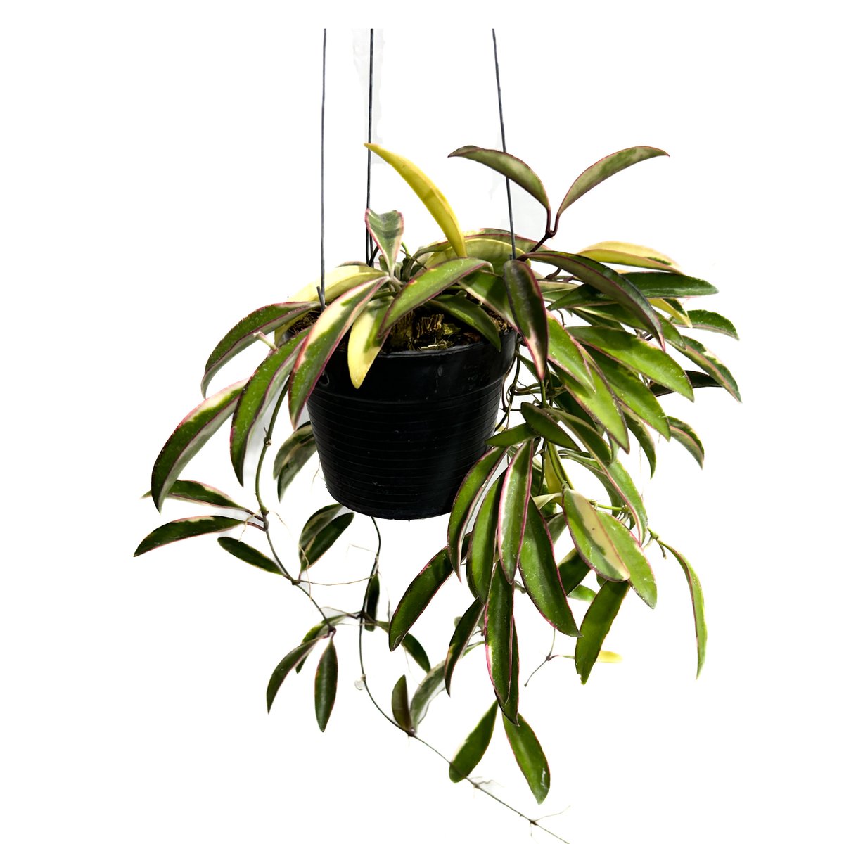 ホヤ ケンティアナ アルボマルジナータ 'ロリー リン'「Hoya kentiana