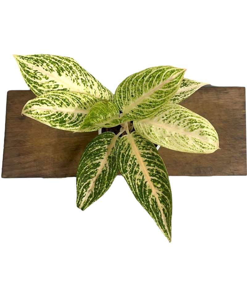 アグラオネマ ホワイト レガシー 「Aglaonema White Legacy」79L |
