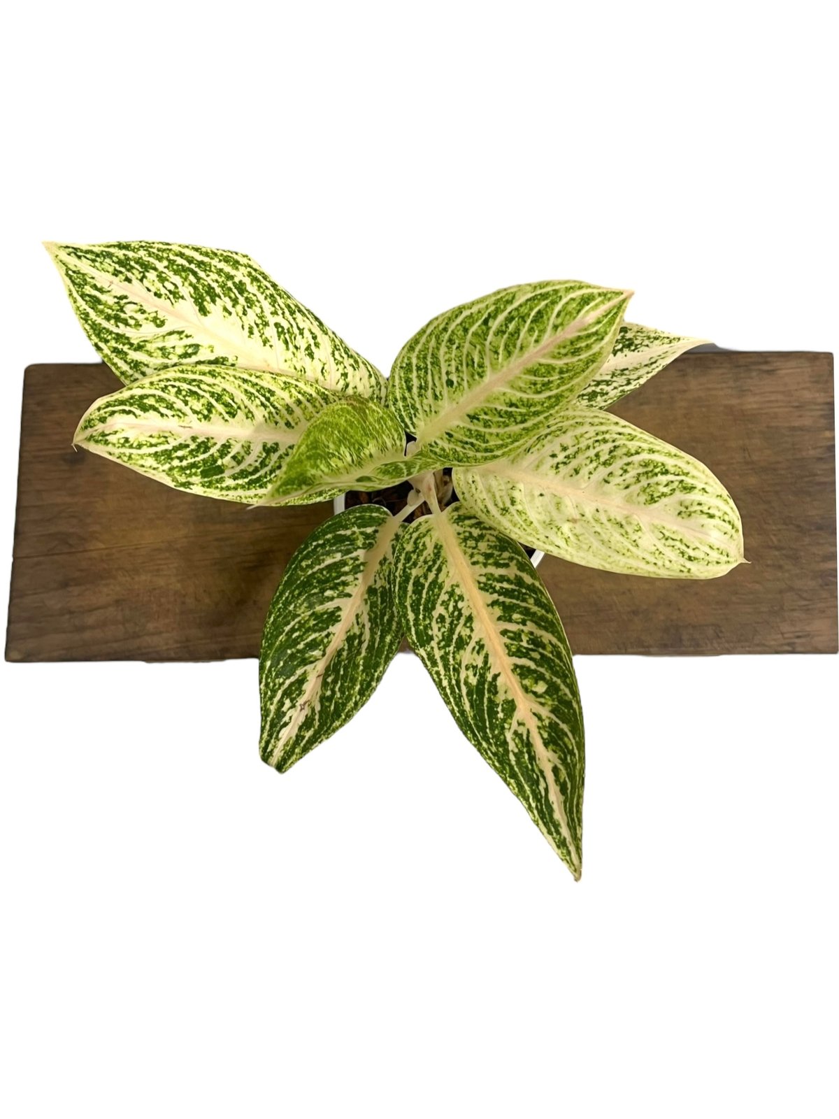 アグラオネマ ホワイト レガシー 「Aglaonema White Legacy」79L |