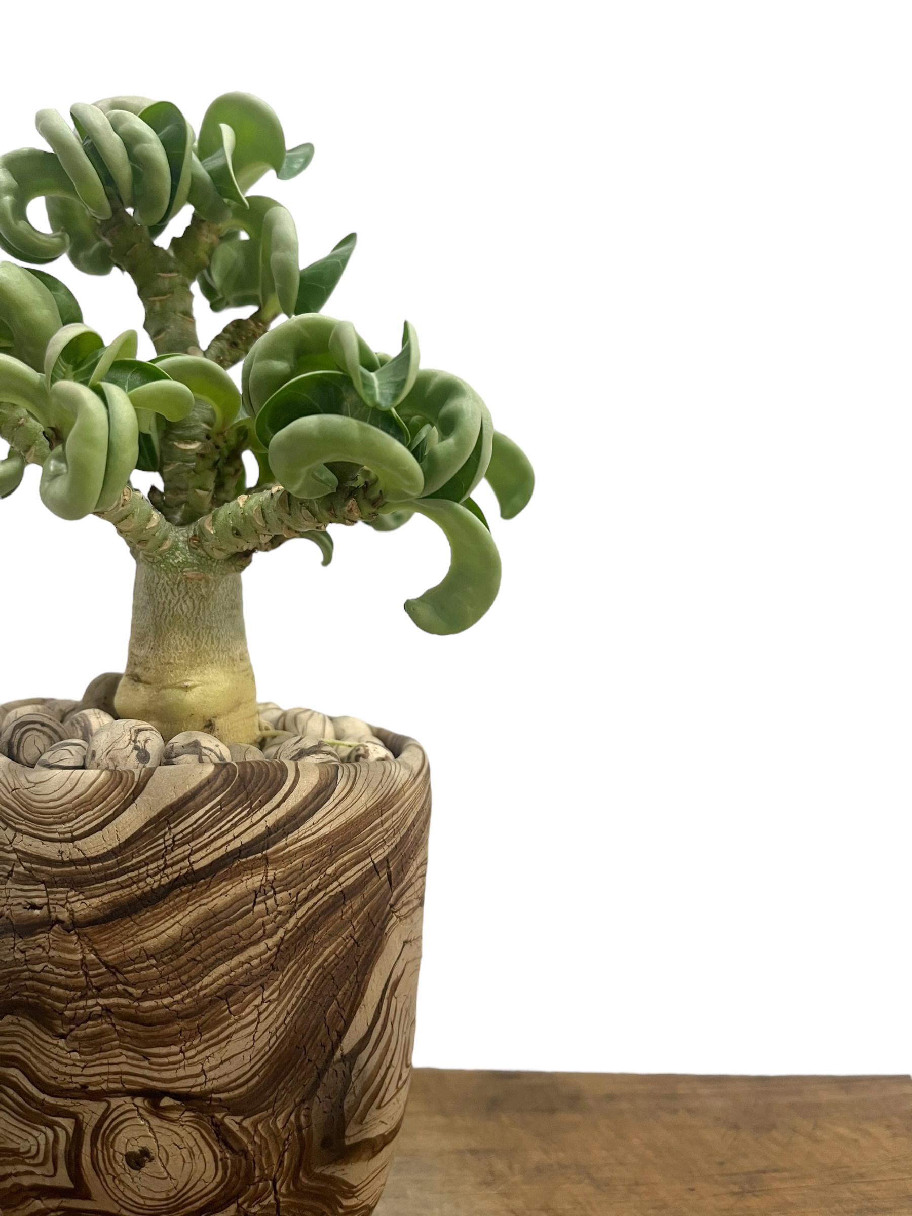 アデニウム メデューサD.H.A (獅子葉) + plantsmonsters pot 「Ad