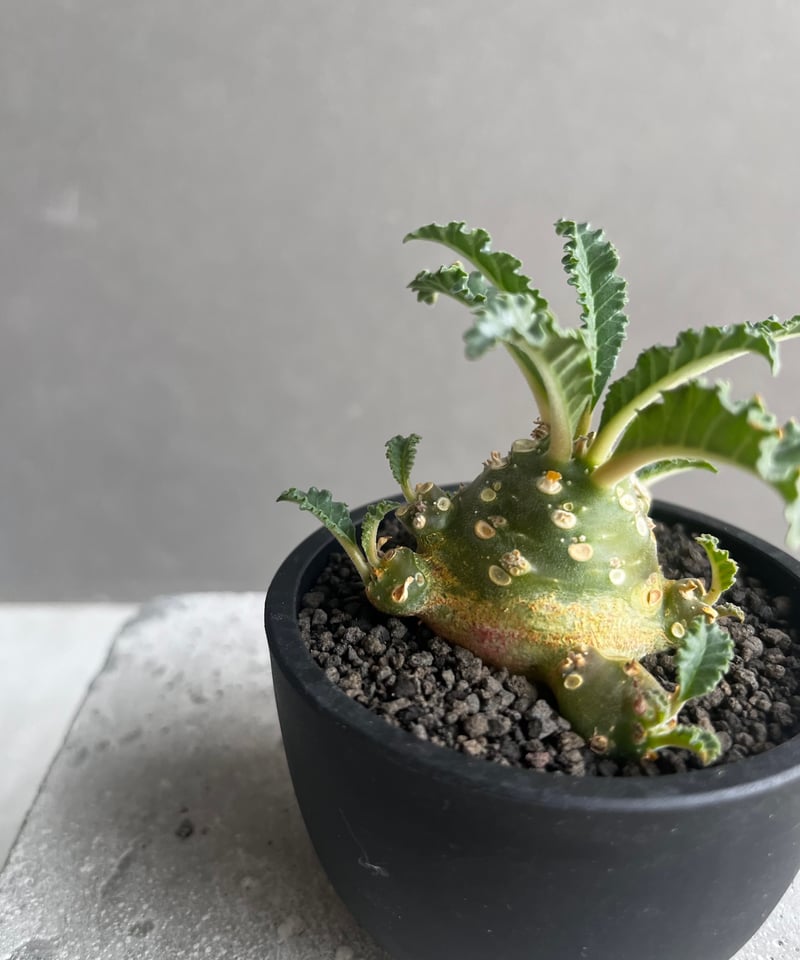 ドルステニア ラブラニー 大株 美株 ドルステニア・ラブラニー | 多肉