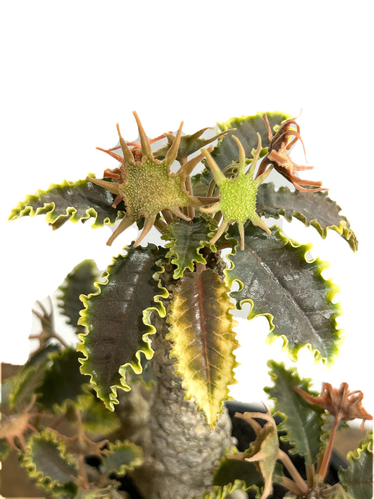 きめちゃん　ドルステニア　ラブラニー×ホルウッディODDROOTS管理株 fit=scale-down,w=1200