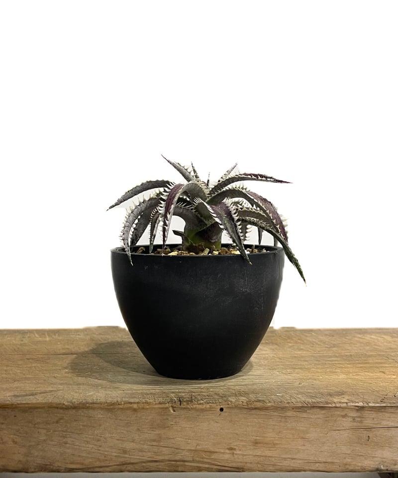 ディッキア レッドリボン「Dyckia Red Ribbon」13E-1 | SHOUCHIKUEN