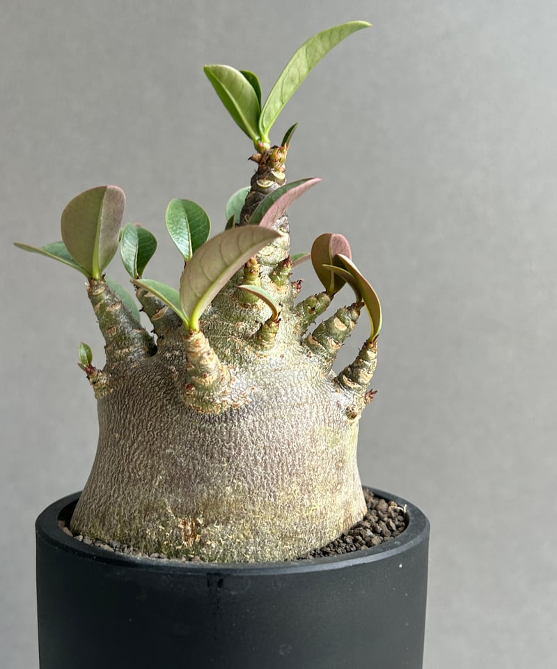 アデニウム アラビカム スーパー ドワーフ “ブラック” 「Adenium