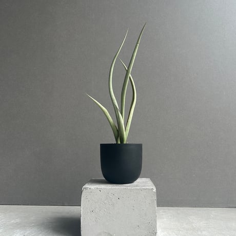 EMP サンセベリア ベンジャロン / 仔株付き SA427 EMP サンセベリア ベンジャロン / 仔株付き SA427 EMP サンセベリア