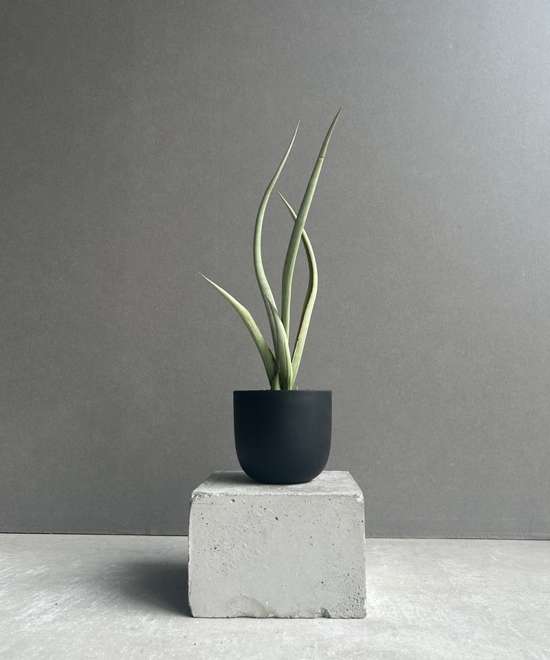 【未開封】 セルベリア スペシャルカラー・インスパイアード・イニシャルスケッチ サンセベリア シルバー スパイラル「Sansevieria Silver Spiral (f