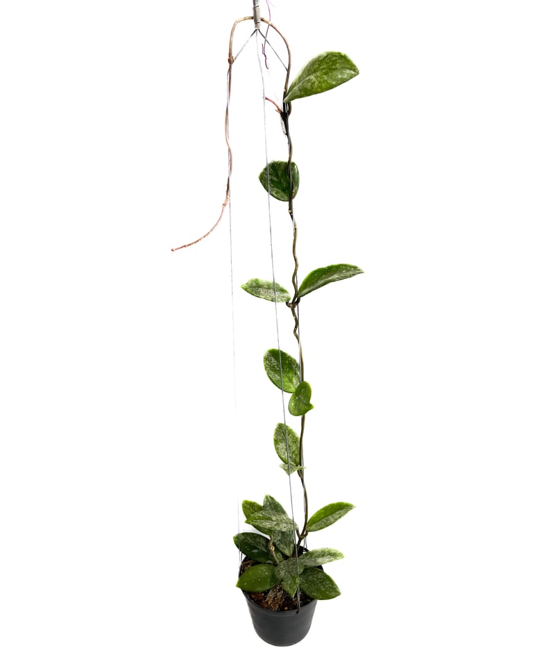 ホヤ カルノサ ウィバー グレーブス「Hoya carnosa “Wibur Graves”」