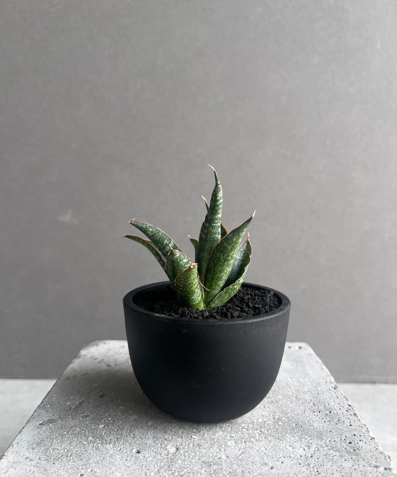 EMP サンスベリア カミナリ / 最後はイメージ SA393 EMP サンスベリア カミナリ / 最後はイメージ SA393