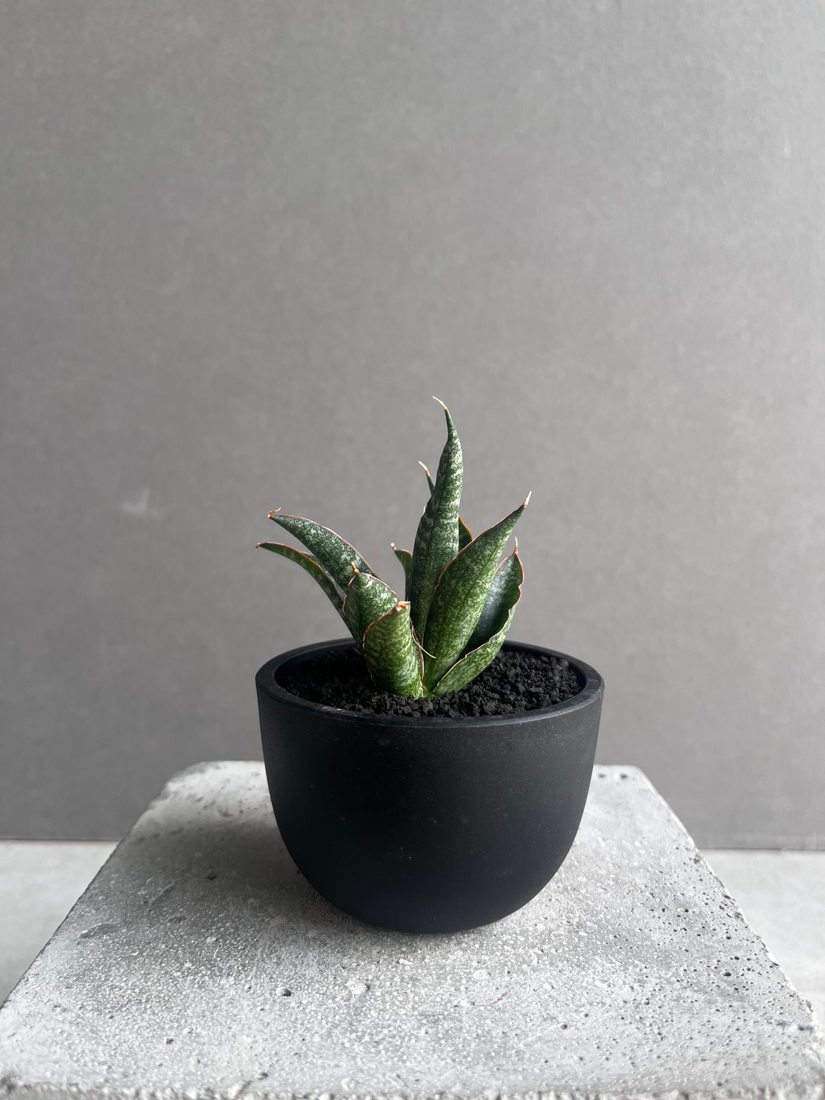 サンセベリア カミナリ 「Sansevieria KAMINARI “雷”」9D | SHOU