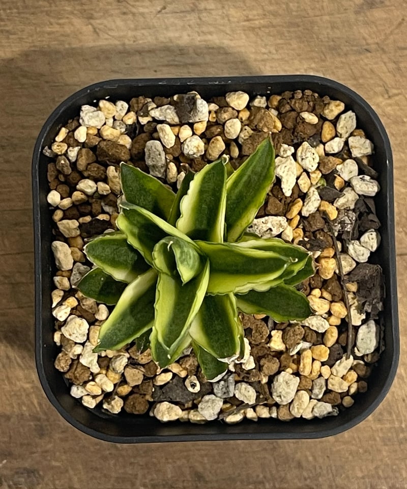サンセベリア パゴダ 斑入 ドワーフ タイプ 「Sansevieria