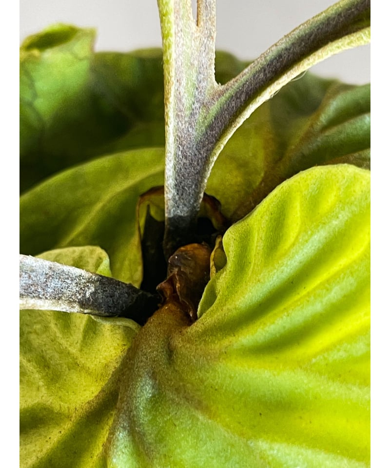 ビカクシダ リドレイ×ビカクシダ コロナリウム）× ビカクシダ リドレイ