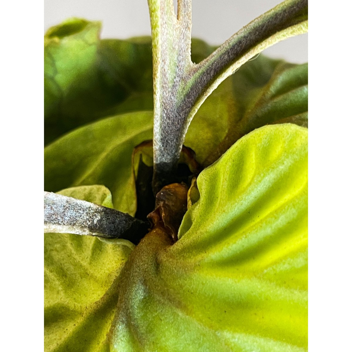 j*o様 【お得な6株セット】ビカクシダ リドレイ＆コロナリウム 各3株