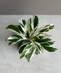 ドラセナ キュンティー「Dracaena concinne tricolor Kuhnty」2
