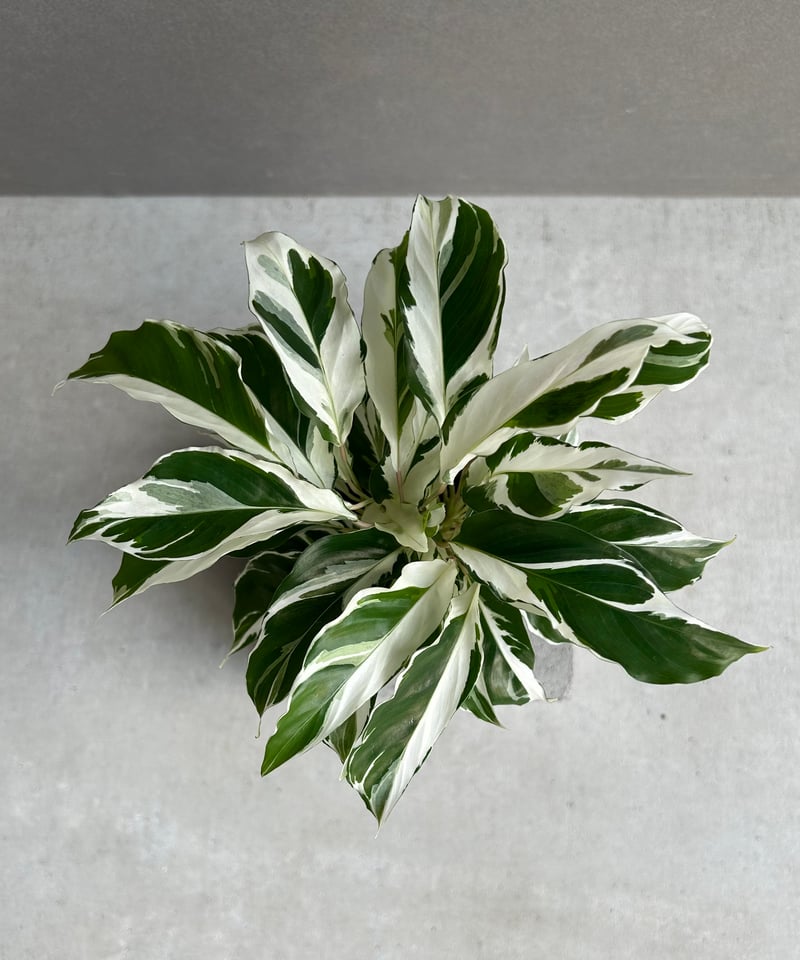 カラテア ホワイト フュージョン「Calathea 'White Fusion'」54L |
