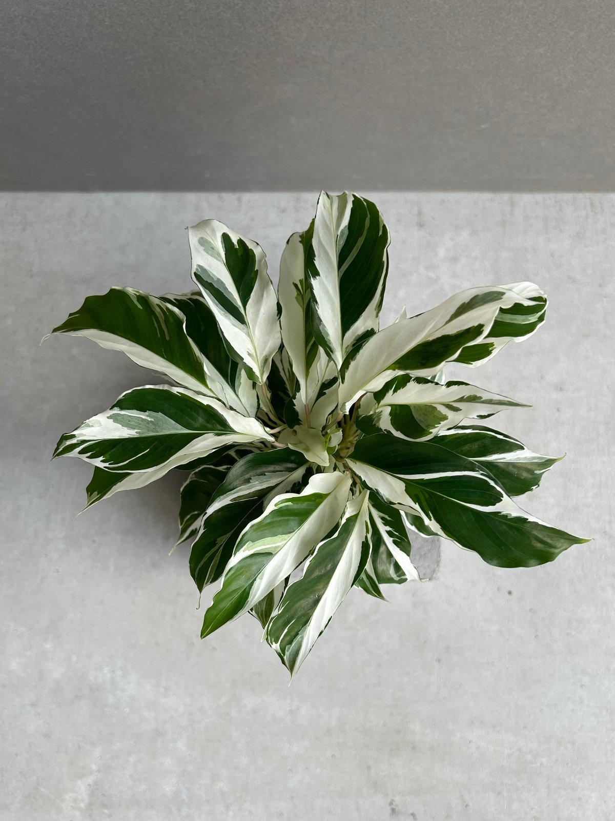 カラテア ホワイト フュージョン「Calathea 'White Fusion'」54L |