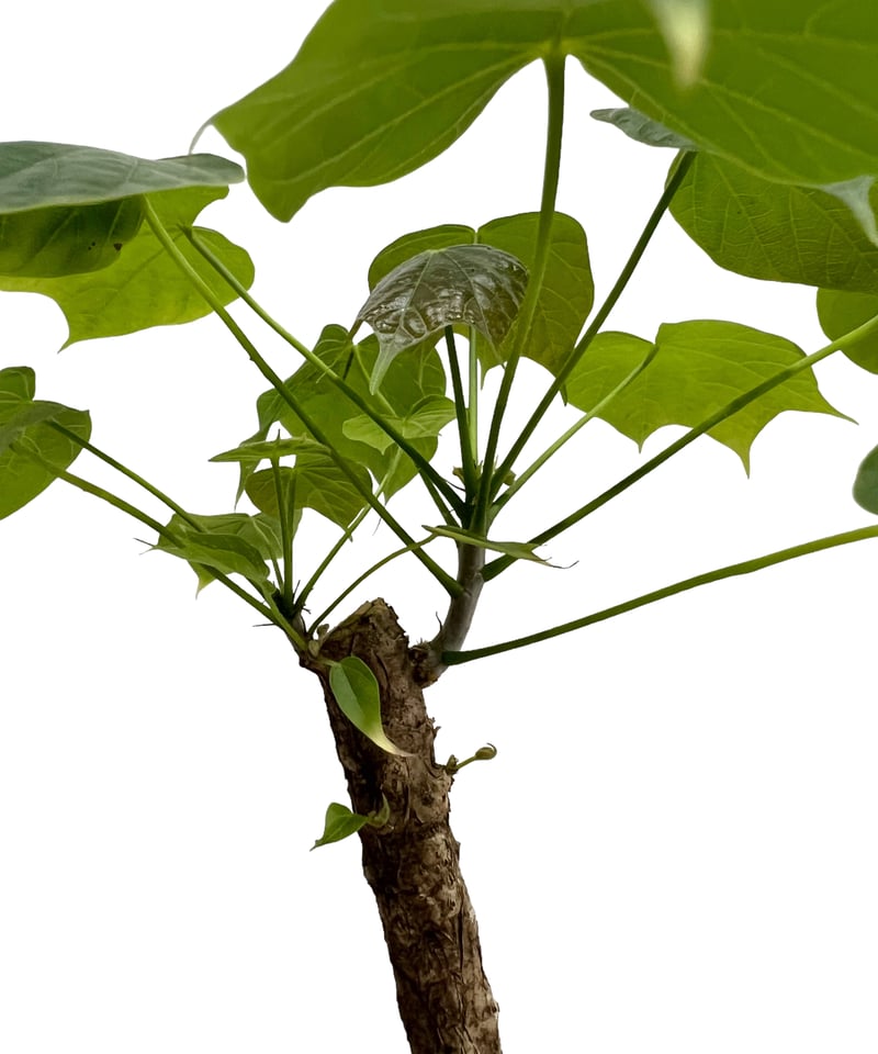 フィルミアナ コロラータ 「Firmiana colorata」81L | SHOUCHIKUEN