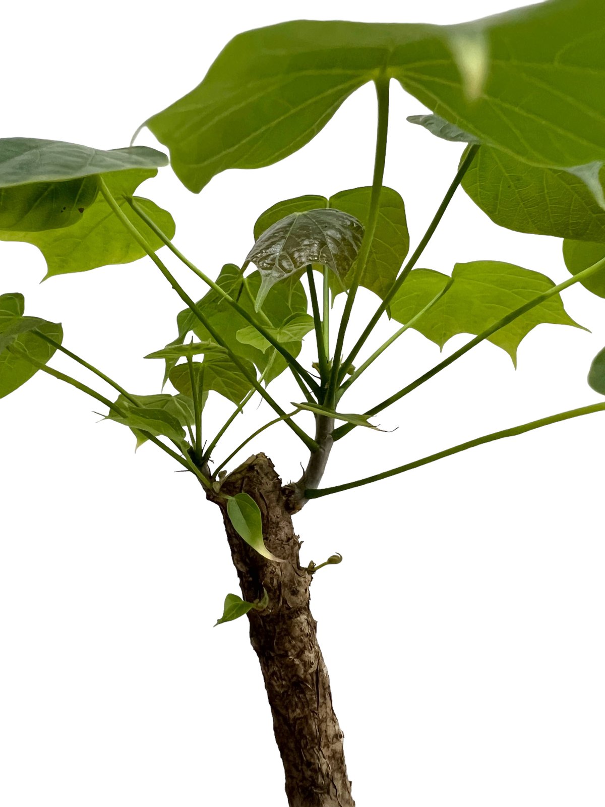 フィルミアナ コロラータ 「Firmiana colorata」81L | SHOUCHIKUEN